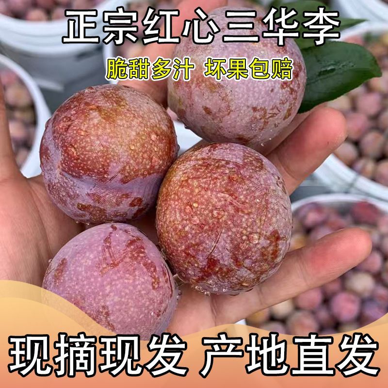 (爆款)新鲜现摘正宗三华李孕妇红心三华李当季水果特大果酸脆 图片 9