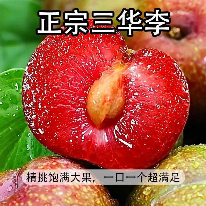 (爆款)新鲜现摘正宗三华李孕妇红心三华李当季水果特大果酸脆 图片 3