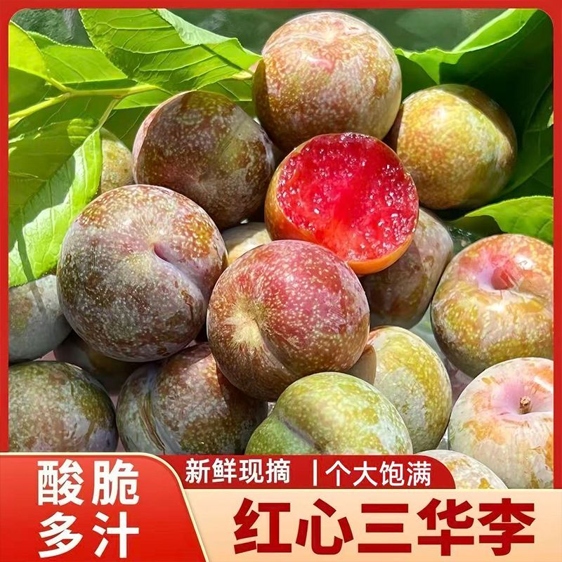 (爆款)新鲜现摘正宗三华李孕妇红心三华李当季水果特大果酸脆 图片 5
