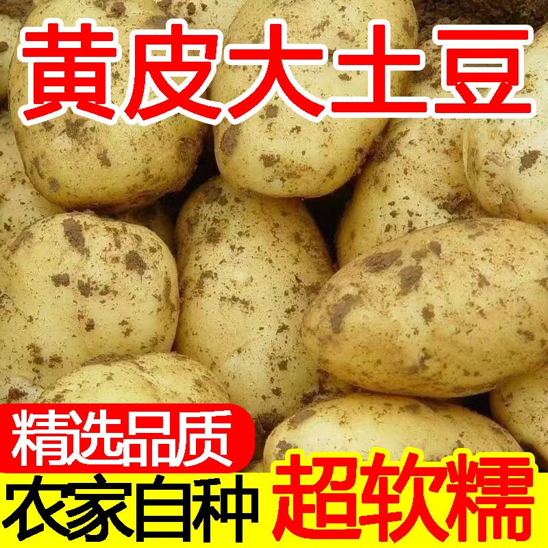 正宗黄皮黄心土豆云南新土豆大个洋芋马铃薯粉糯应季蔬菜产地直发