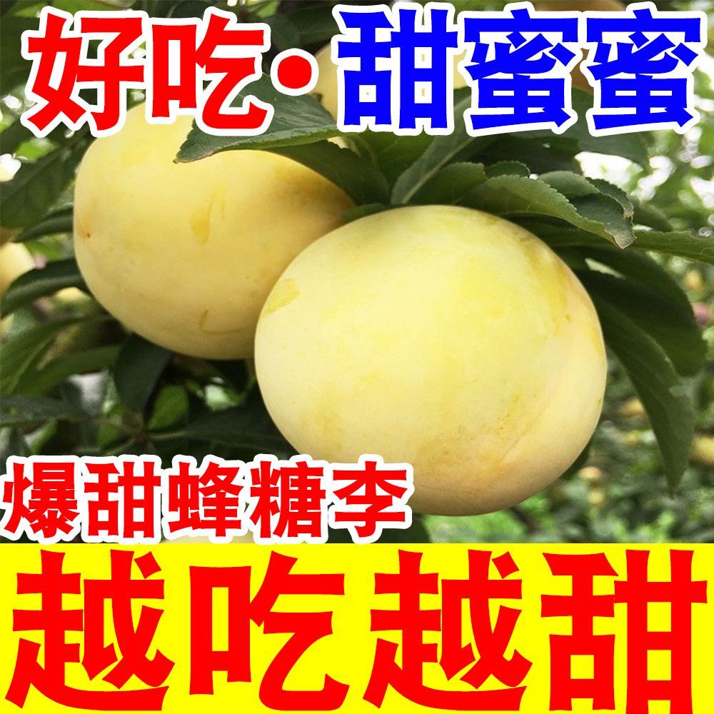 正宗贵州超甜黄金蜂糖李子脱骨李当季新鲜水果冰糖李子脆甜批发6月22日发完