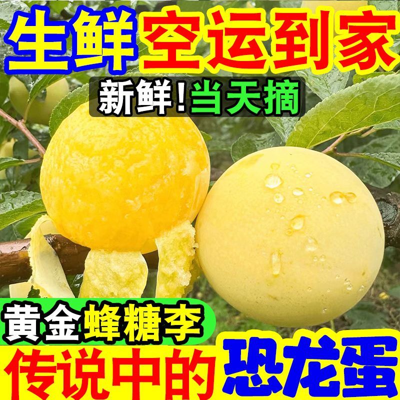爆甜正宗黄金蜂糖李冰糖李蜂蜜脆甜李子当季新鲜水果脱骨李批发6月22日发完