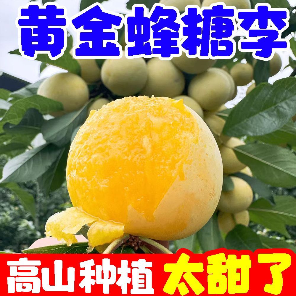 正宗稀有黄金蜂糖李子当季新鲜空心脱骨李水果四川甜脆李子贵州 图片 2