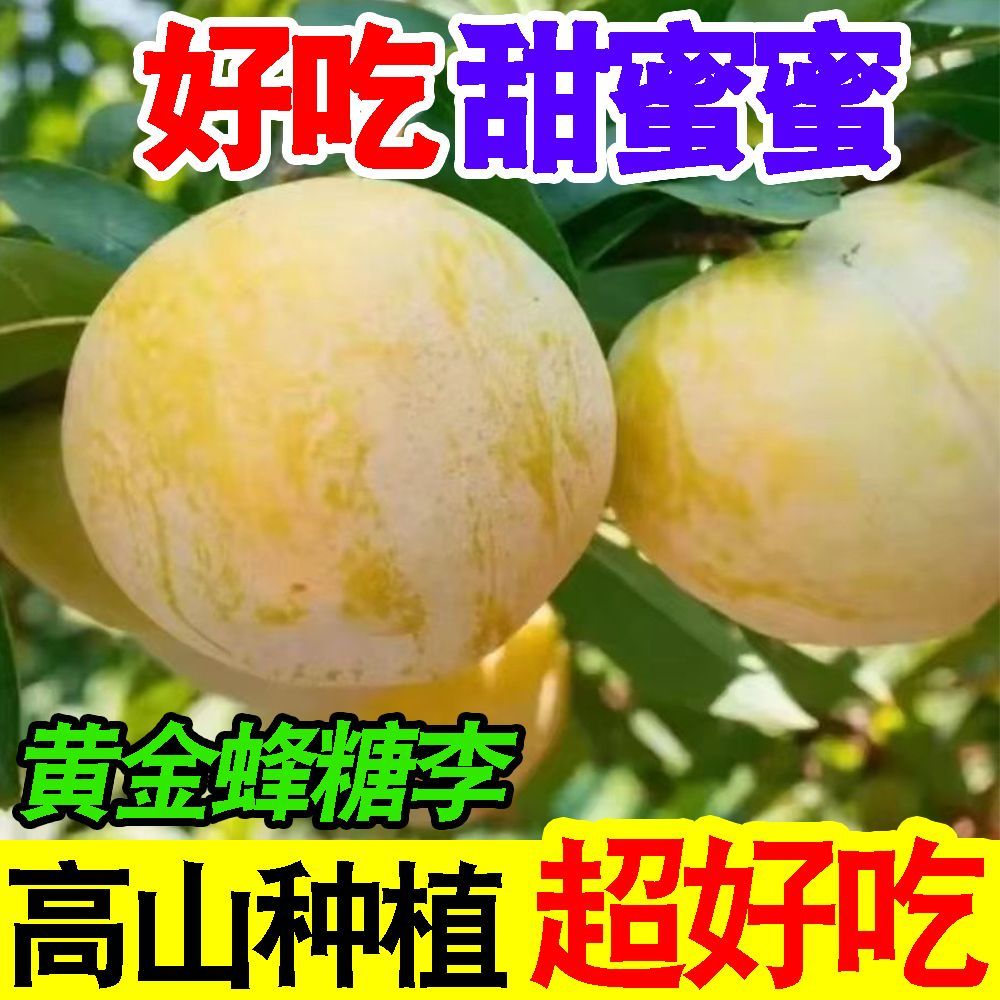 爆甜正宗黄金蜂糖李冰糖李蜂蜜脆甜李子当季新鲜水果脱骨李批发