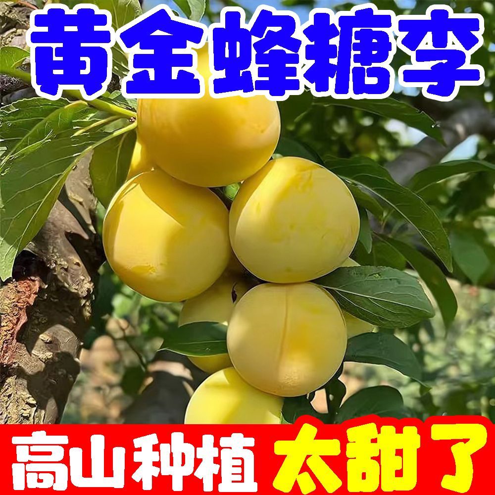 正宗稀有黄金蜂糖李子当季新鲜空心脱骨李水果四川甜脆李子贵州 图片 3