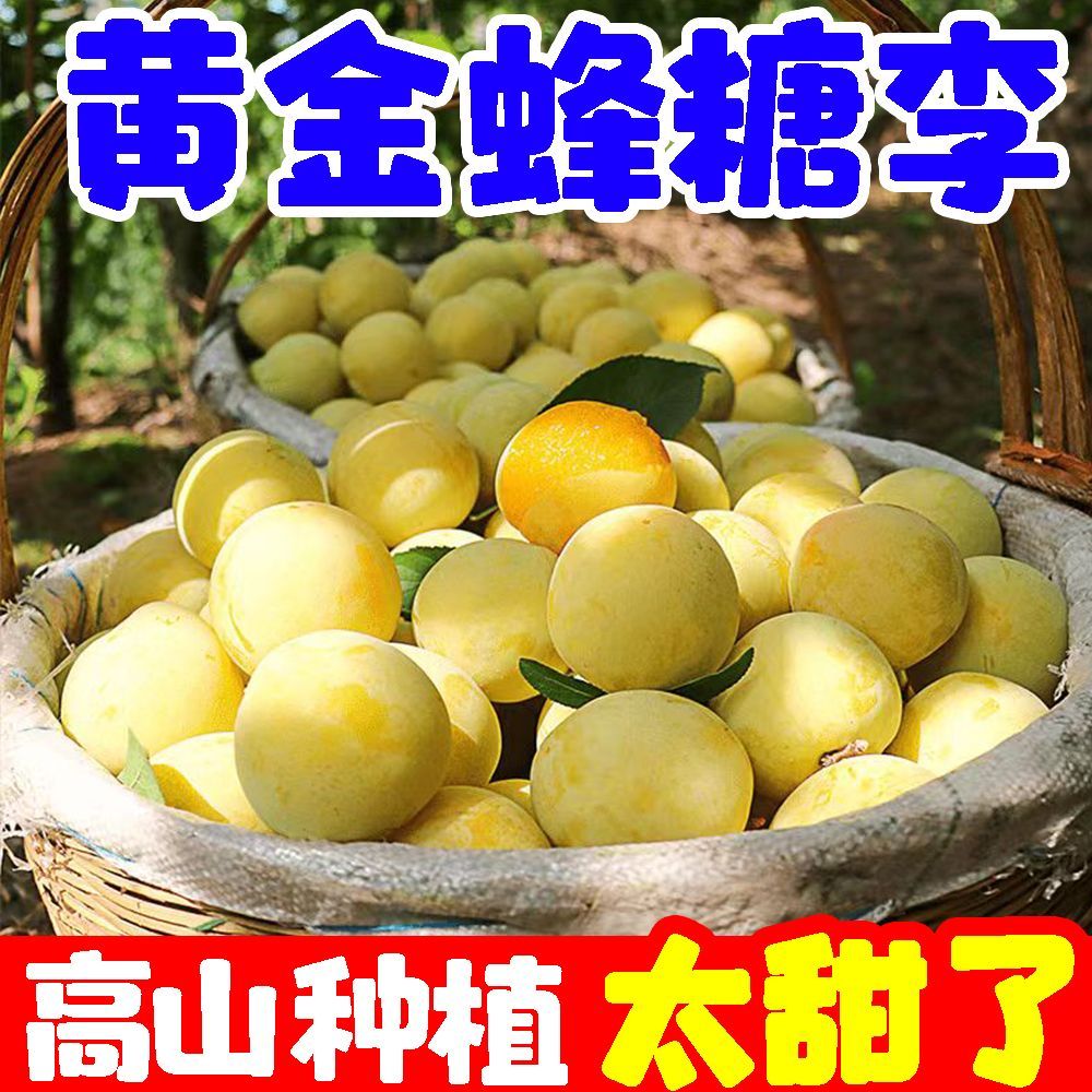正宗稀有黄金蜂糖李子当季新鲜空心脱骨李水果四川甜脆李子贵州