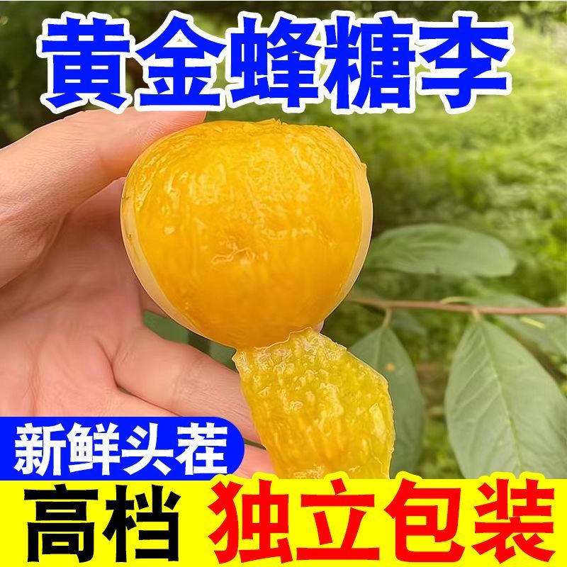 爆甜正宗贵州黄金蜂糖李子当季新鲜水果应季四川脆甜脱骨李批发