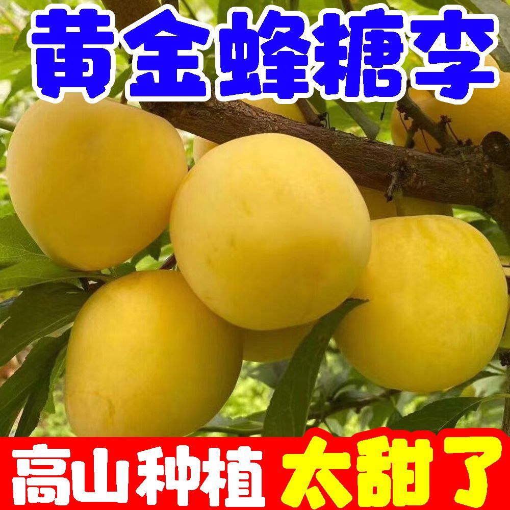 正宗稀有黄金蜂糖李子当季新鲜空心脱骨李水果四川甜脆李子贵州 图片 5
