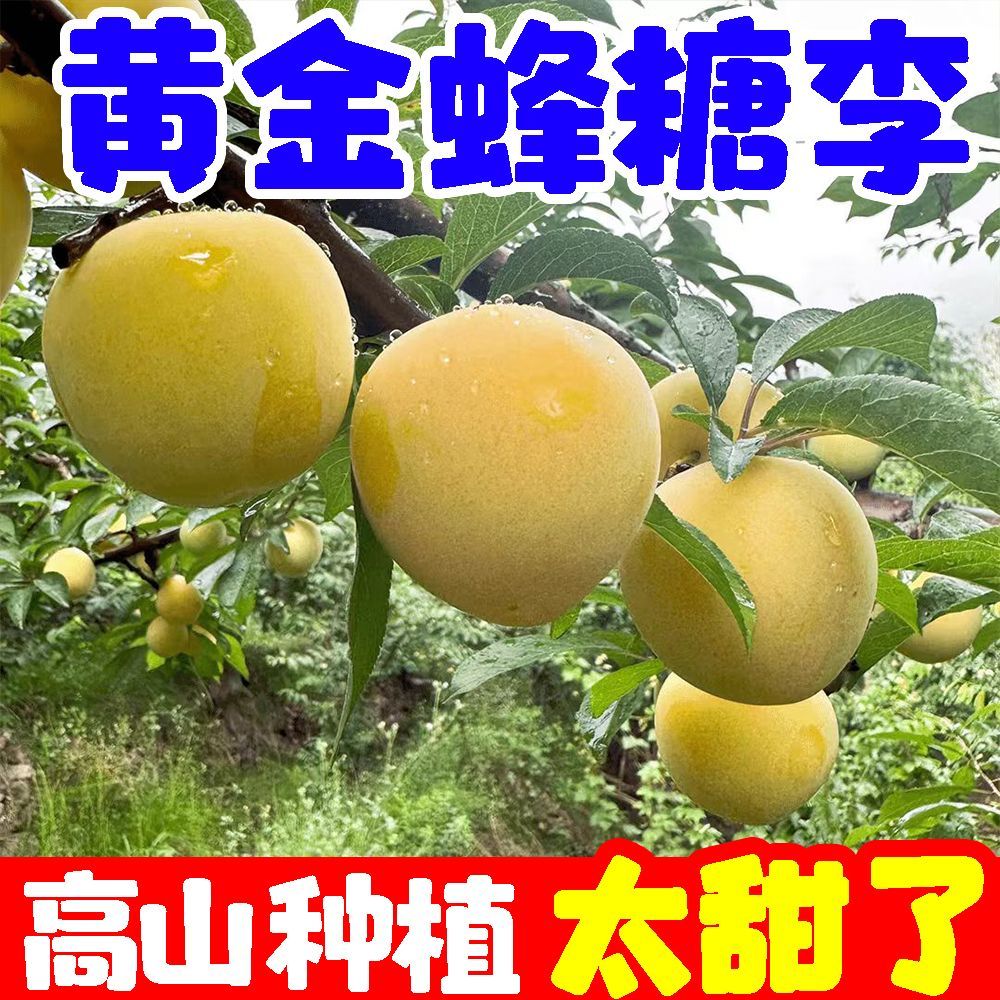 正宗稀有黄金蜂糖李子当季新鲜空心脱骨李水果四川甜脆李子贵州 图片 7