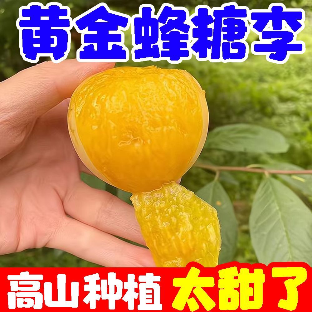 正宗稀有黄金蜂糖李子当季新鲜空心脱骨李水果四川甜脆李子贵州 图片 8