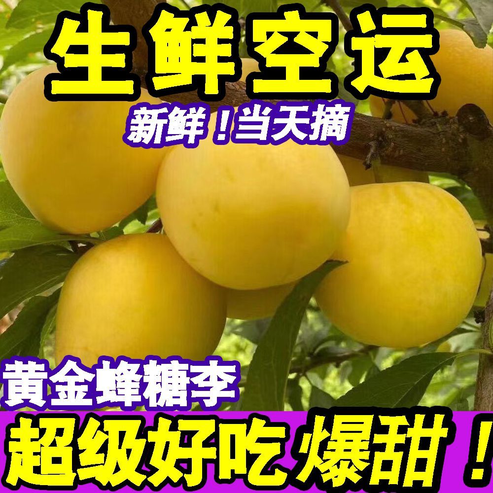 正宗贵州黄金蜂糖李当季新鲜水果李子脆甜脱骨李蜂蜜李一整箱批发 图片 5