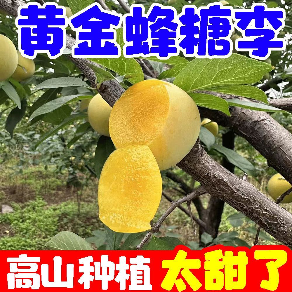 正宗稀有黄金蜂糖李子当季新鲜空心脱骨李水果四川甜脆李子贵州 图片 6