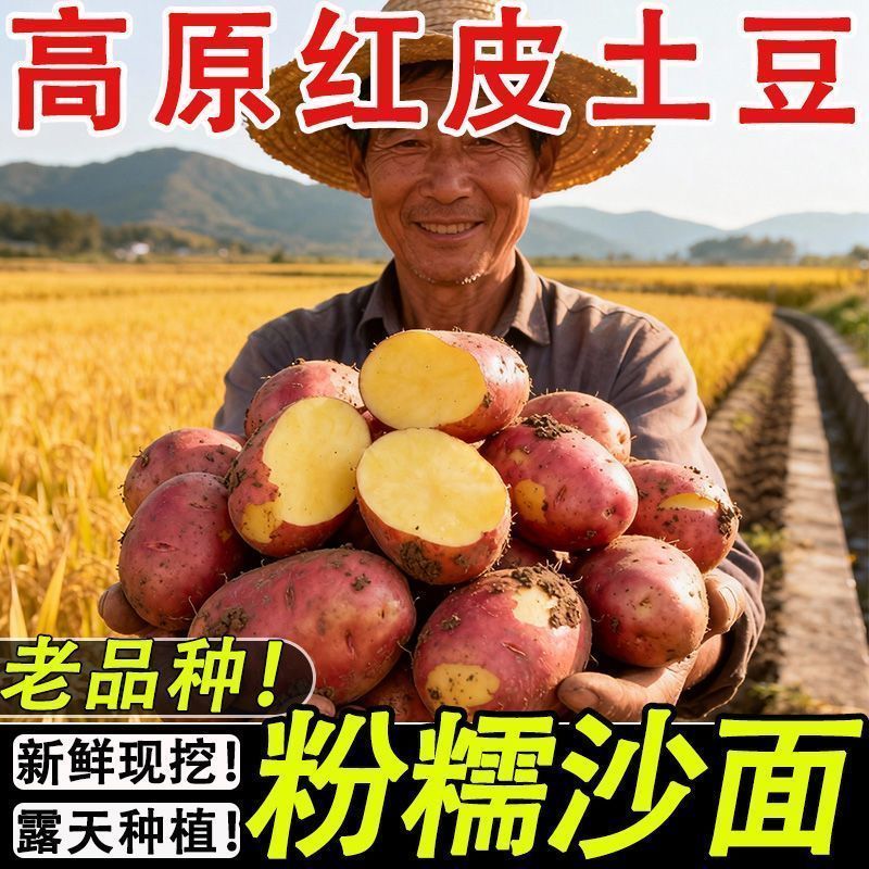 2026正宗云南红皮土豆现挖农家黄心洋芋马铃薯新鲜蔬菜批发 图片 8