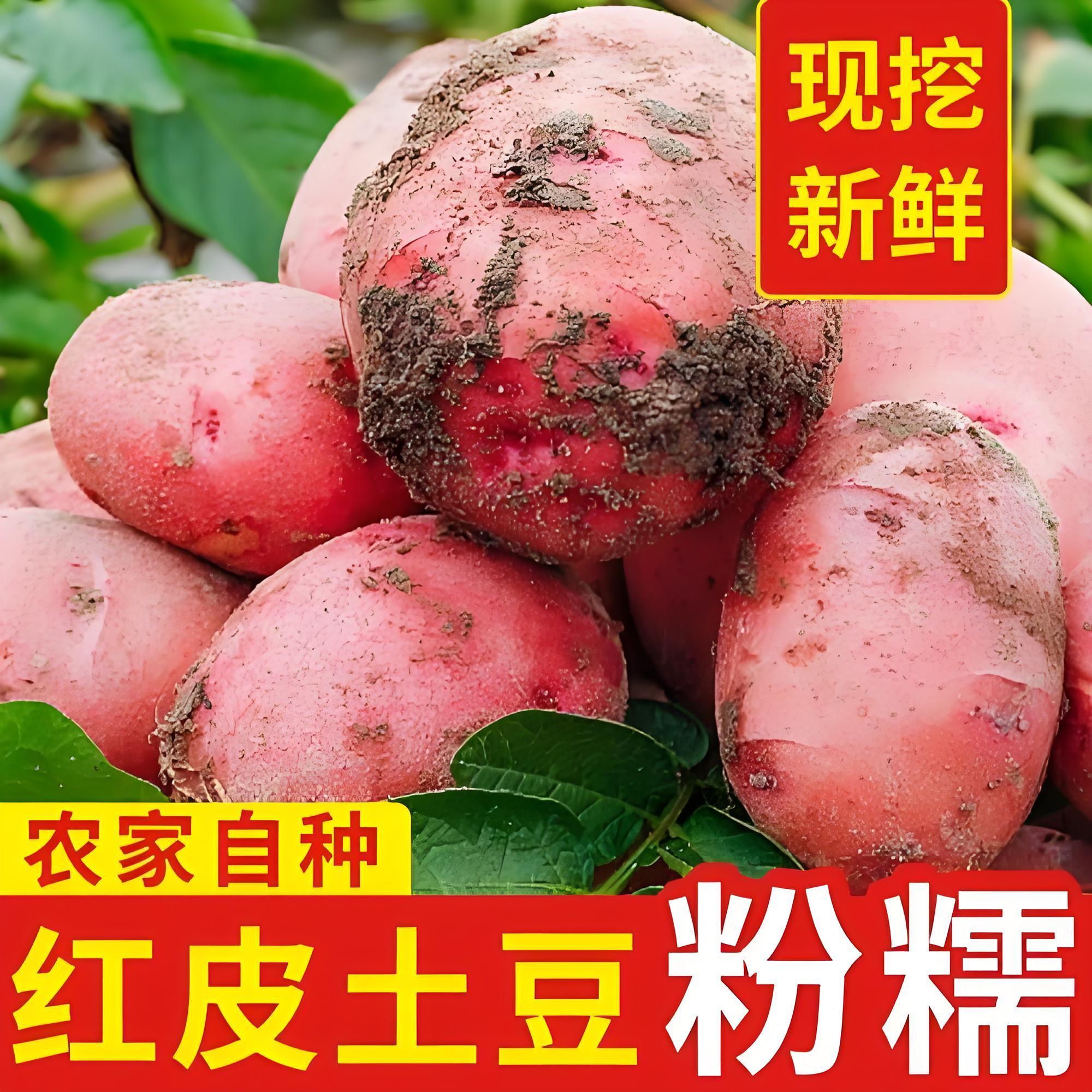 2026正宗云南红皮土豆现挖农家黄心洋芋马铃薯新鲜蔬菜批发 图片 10