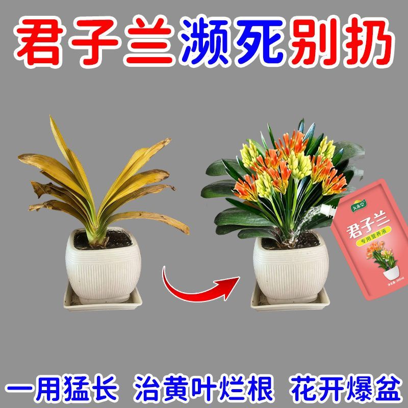 君子兰营养液专用肥料君子兰促箭剂催花快速授粉营养液防黄叶烂根