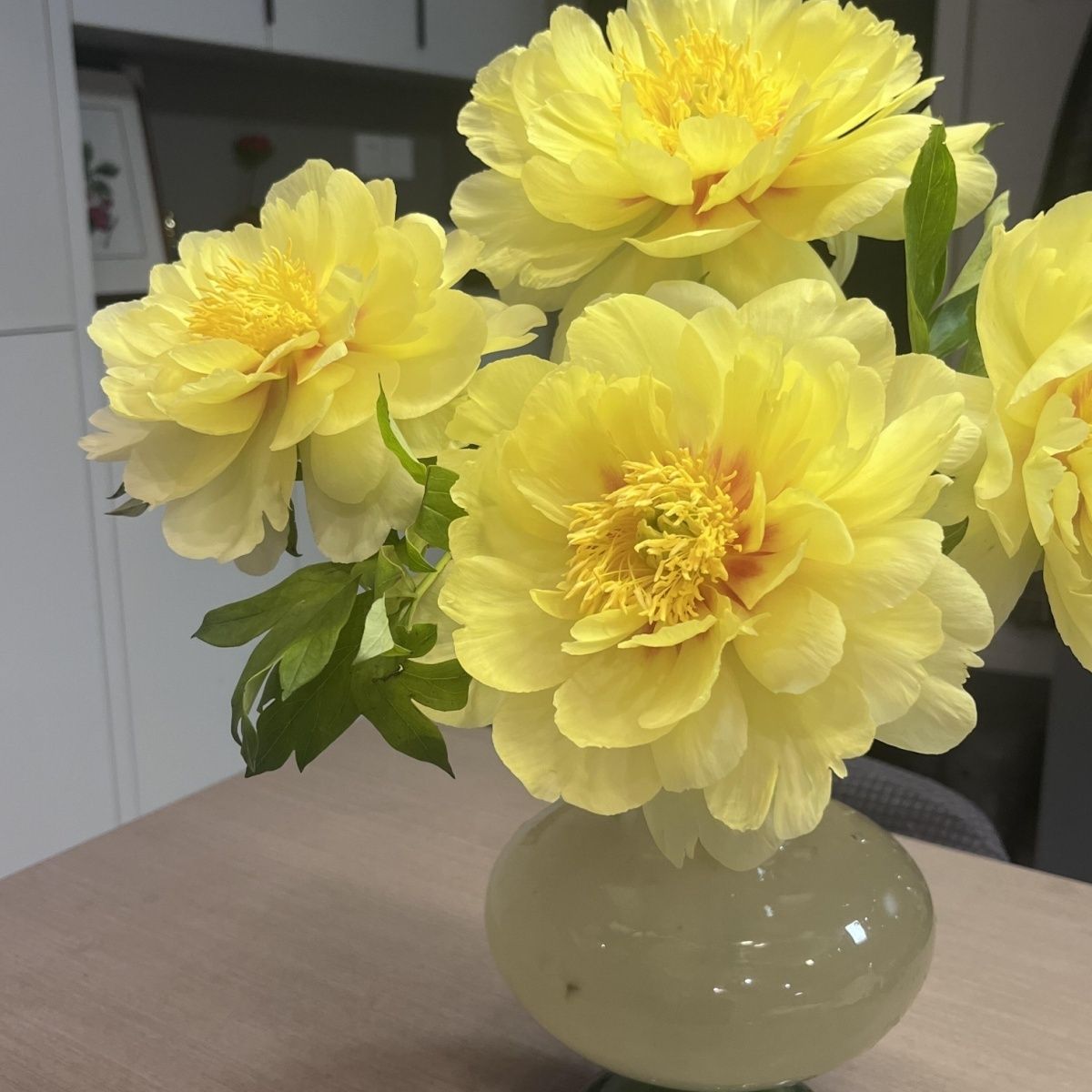 顺丰包邮巴茨拉芍药伊藤黄金战神牡丹芍药混血顶配