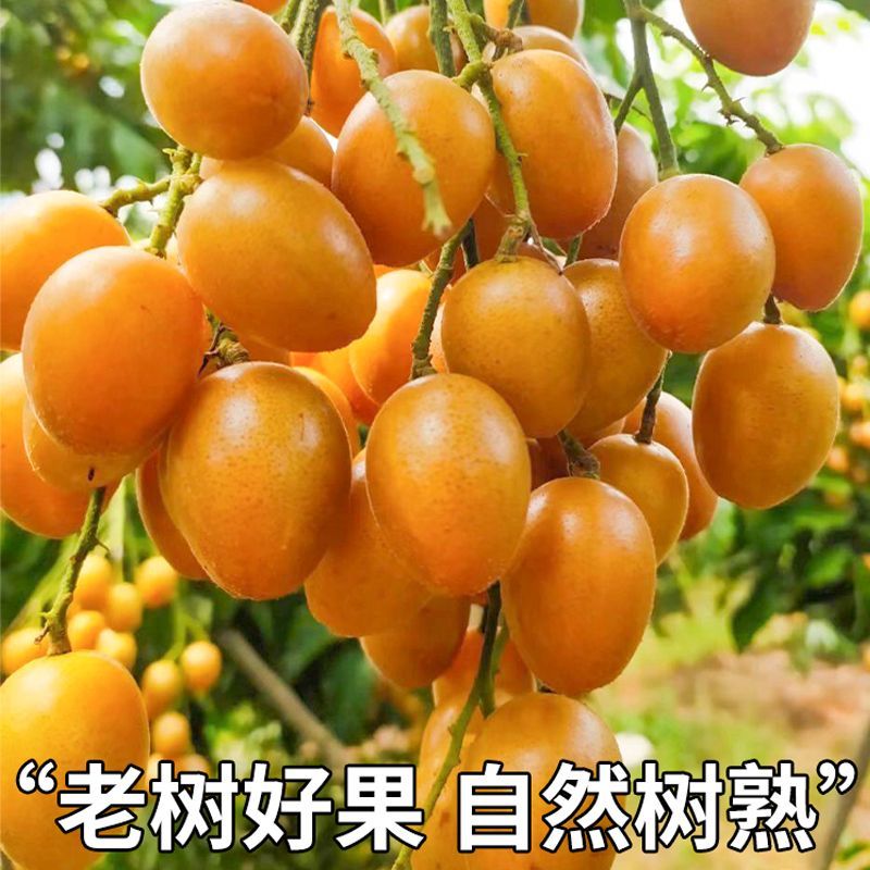 【顺丰包邮】广东特产鸡心黄皮果新鲜现摘孕妇酸甜水果当季可泡酒 图片 4