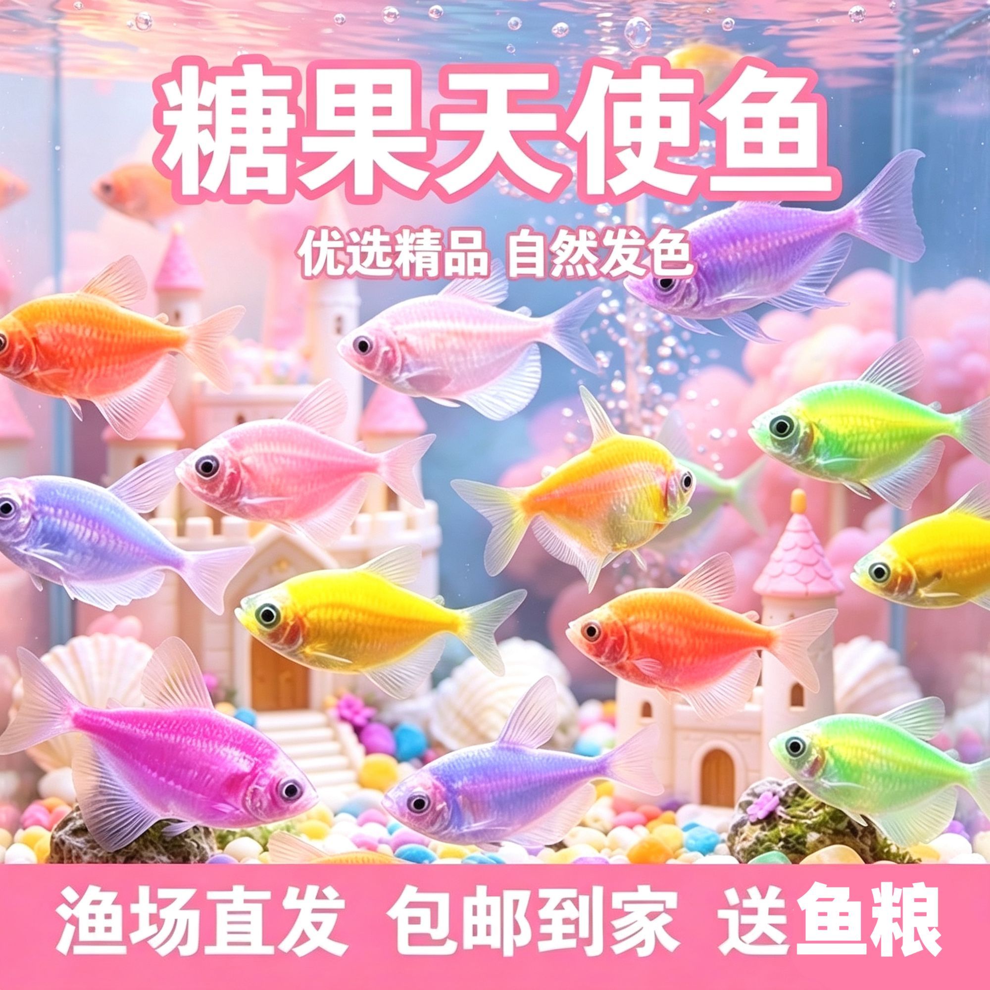 高颜值天使观赏鱼新手小型七彩不褪色糖果缤纷群游热带鱼耐活好养
