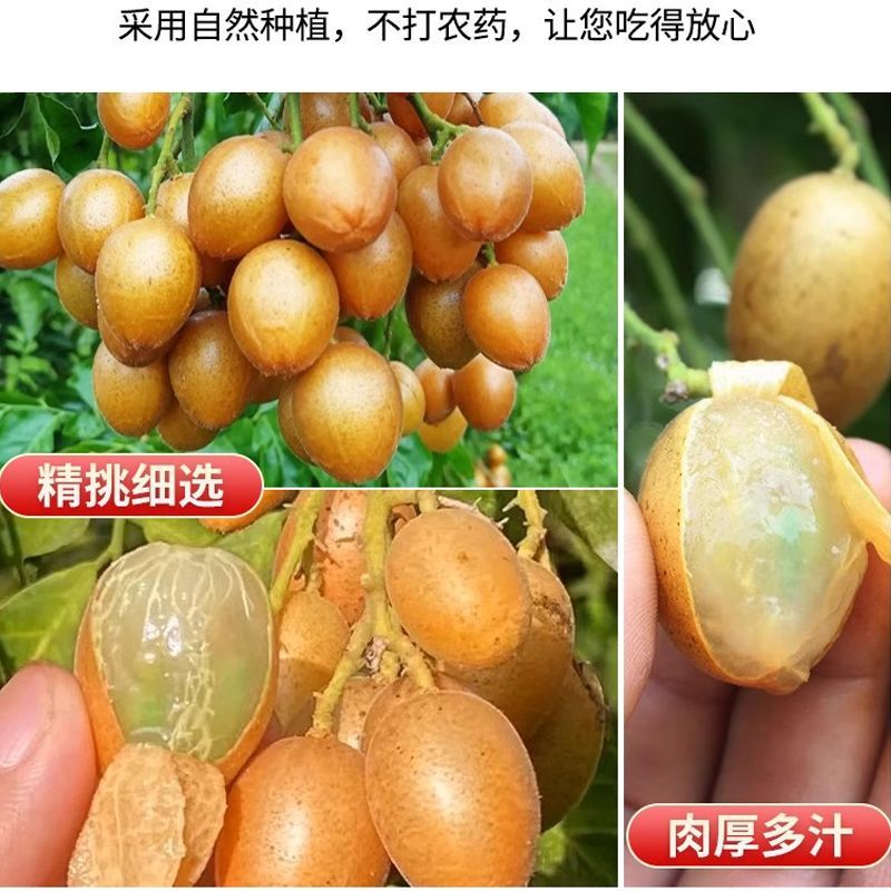 【顺丰包邮】广东特产鸡心黄皮果新鲜现摘孕妇酸甜水果当季可泡酒 图片 5