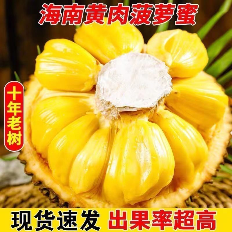 正宗海南菠萝蜜一整个新鲜水果包邮当季干苞黄肉菠萝蜜批发包邮 图片 8