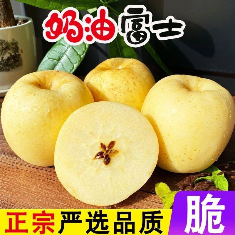 山东烟台黄金奶油富士苹果酸甜新鲜水果原产地酸甜苹果产地直发 图片 9