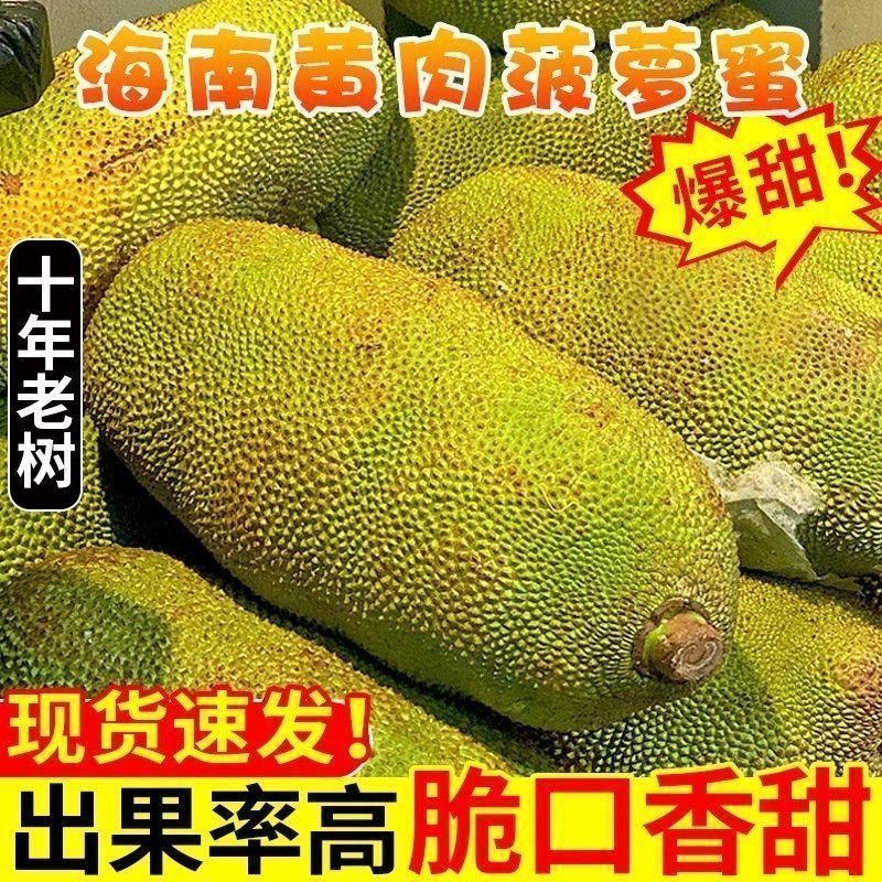 正宗海南黄肉菠萝蜜新鲜现摘一整个干苞特产当季热带水果应季批发