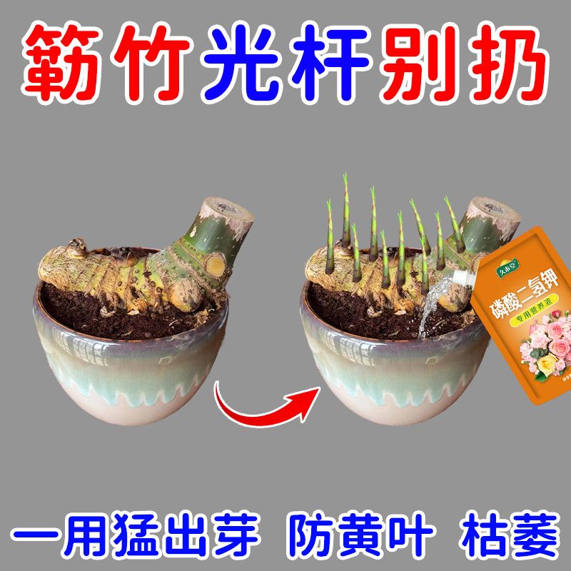 簕竹营养液小叶簕竹专用肥料催发芽促爆根防竹子黄叶干尖竹子肥料