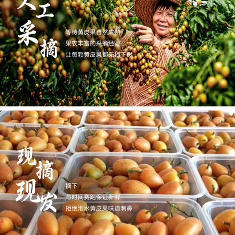 【顺丰包邮】广东特产鸡心黄皮果新鲜现摘孕妇酸甜水果当季可泡酒 图片 8