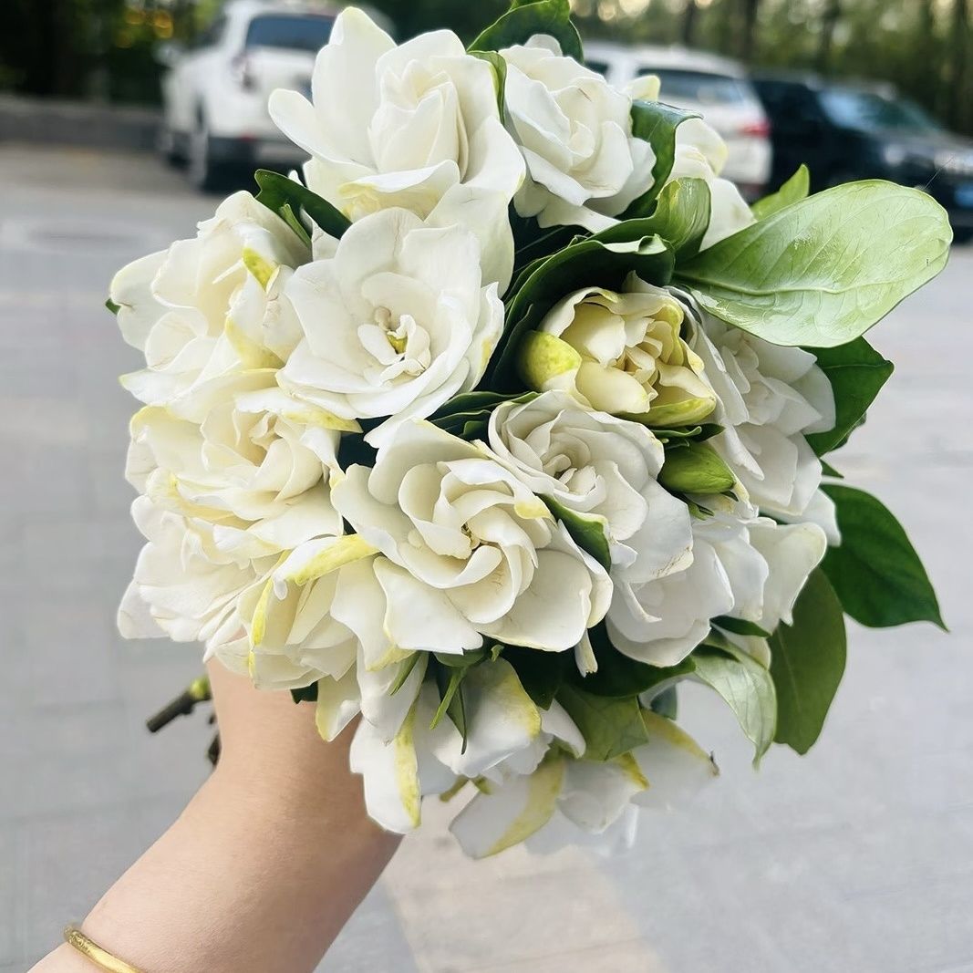 湖北武汉鲜切栀子花花苞当日新鲜采摘保鲜冷鲜直发鲜花香味浓香型