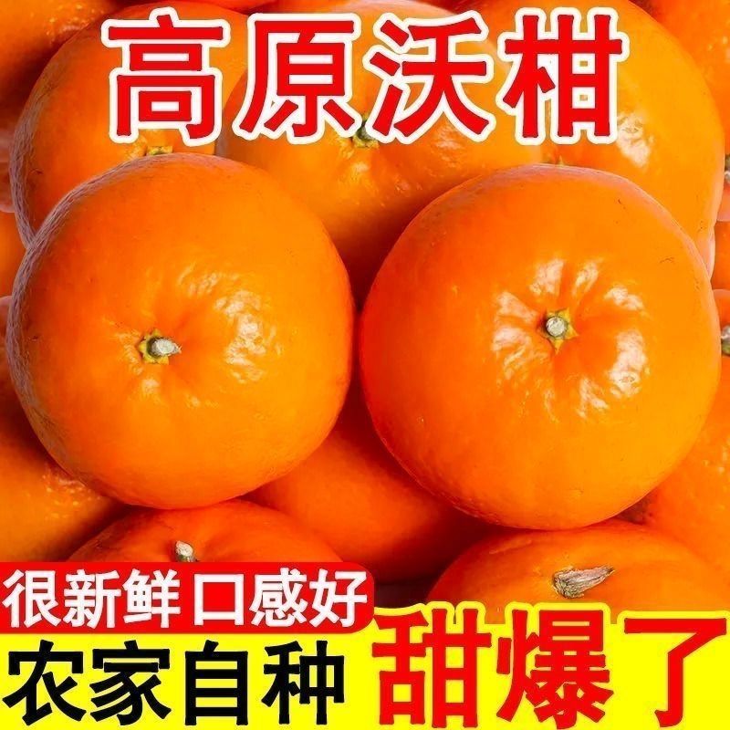 5斤新鲜沃柑正宗云南柑橘当季新鲜甜桔子新鲜水果橘子整箱批发 图片 5