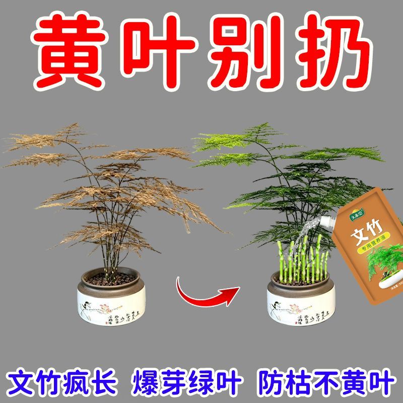 新芽猛长文竹营养液专治黄叶干尖烂根促发芽促生根盆栽新型肥