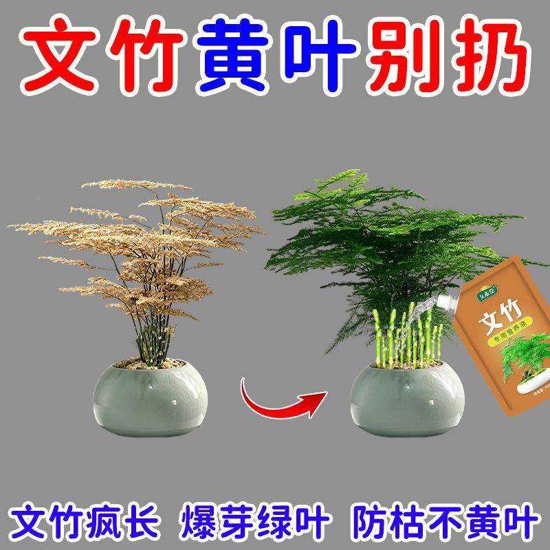 新芽猛长】文竹营养液专治黄叶干尖烂根促发芽促生根盆栽新型肥 图片 3