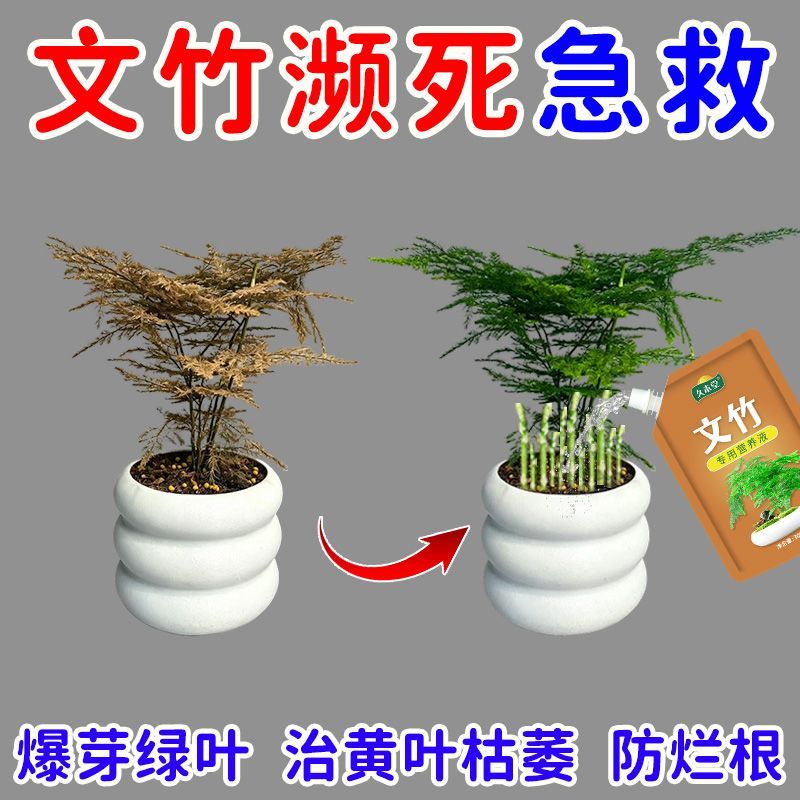 新芽猛长】文竹营养液专治黄叶干尖烂根促发芽促生根盆栽新型肥 图片 4