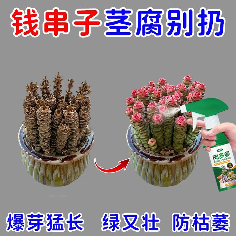 急救钱串子专用营养液干瘪化水烂根枯萎多肉催芽钱串子专用肥