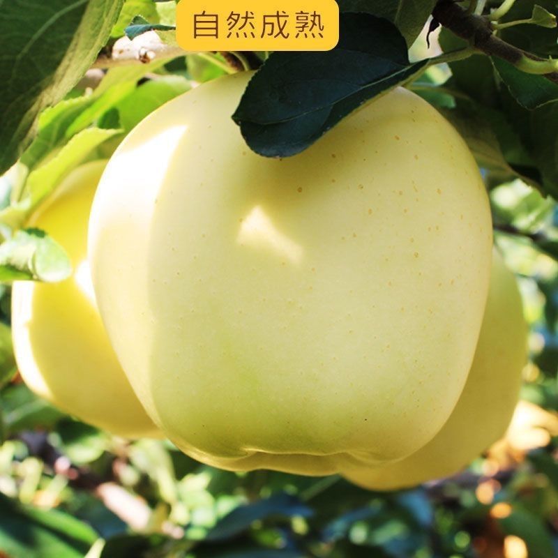 辽宁黄元帅苹果 酸甜脆水果 新鲜水果黄香蕉苹果坏果包赔 图片 5
