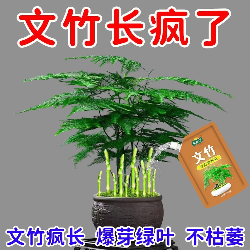 新芽猛长】文竹营养液专治黄叶干尖烂根促发芽促生根盆栽新型肥 图片 2