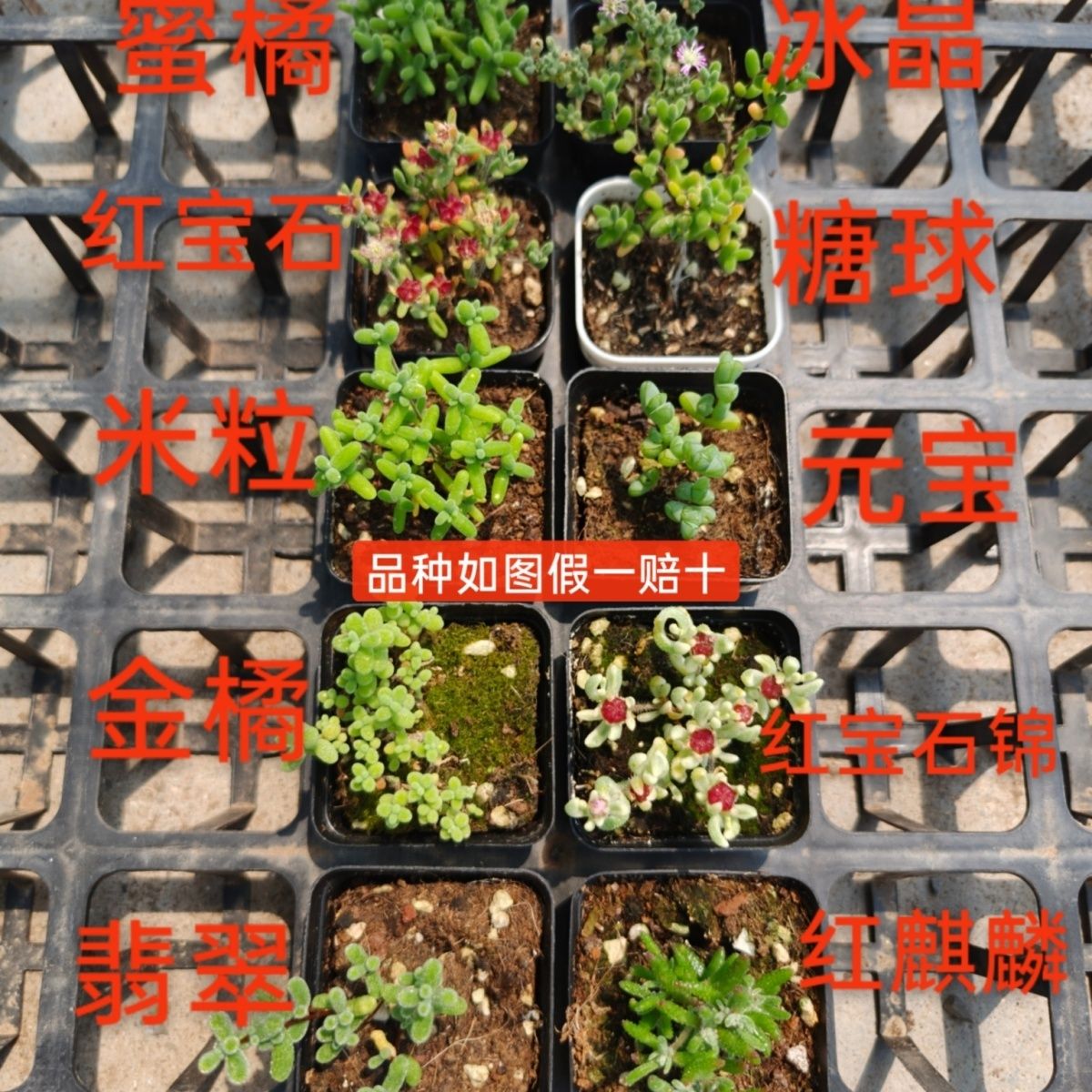 10盆枝干红宝石番杏群生冰晶米粒多肉新手花卉办公室植物盆栽糖球 图片 2