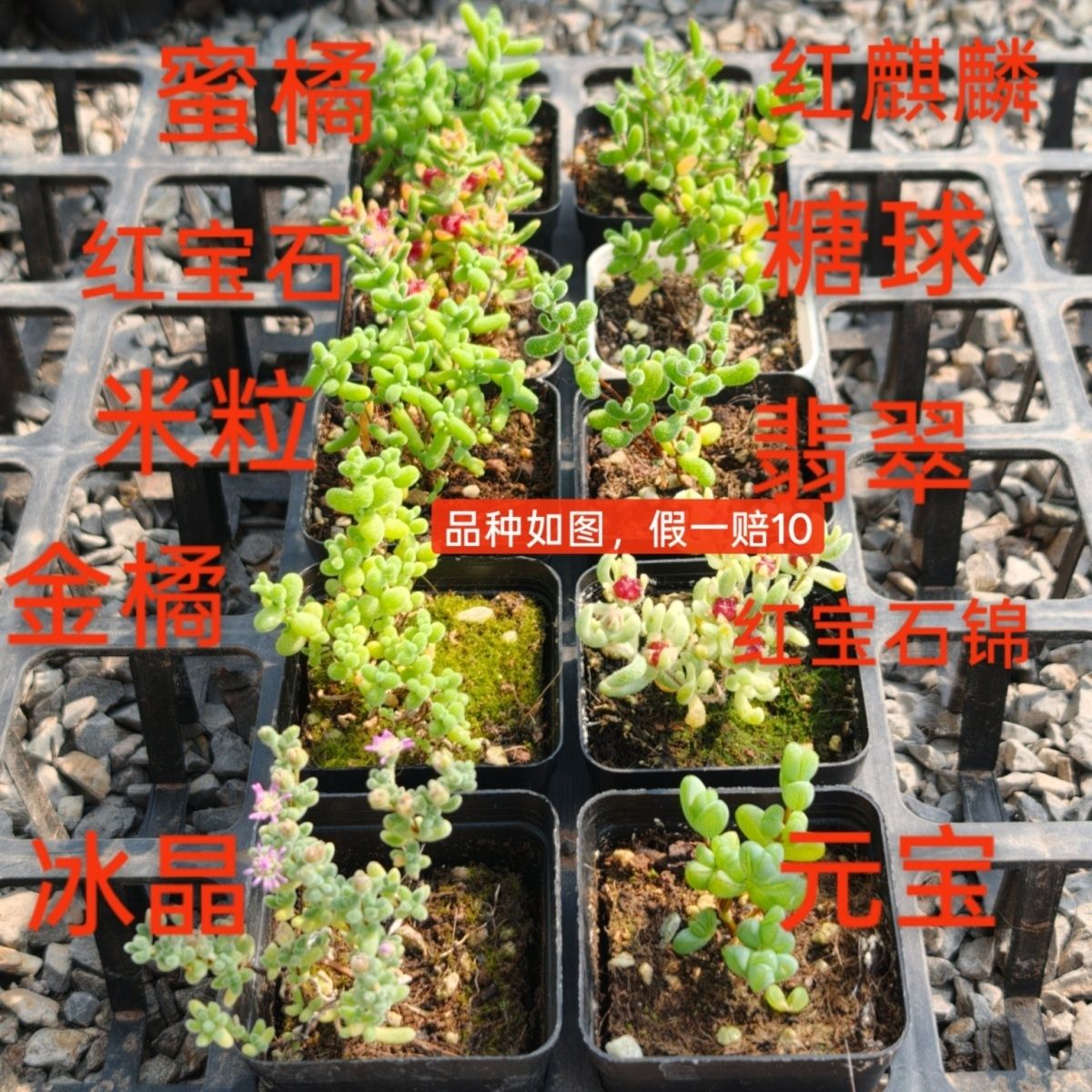 10盆枝干红宝石番杏群生冰晶米粒多肉新手花卉办公室植物盆栽糖球 图片 3
