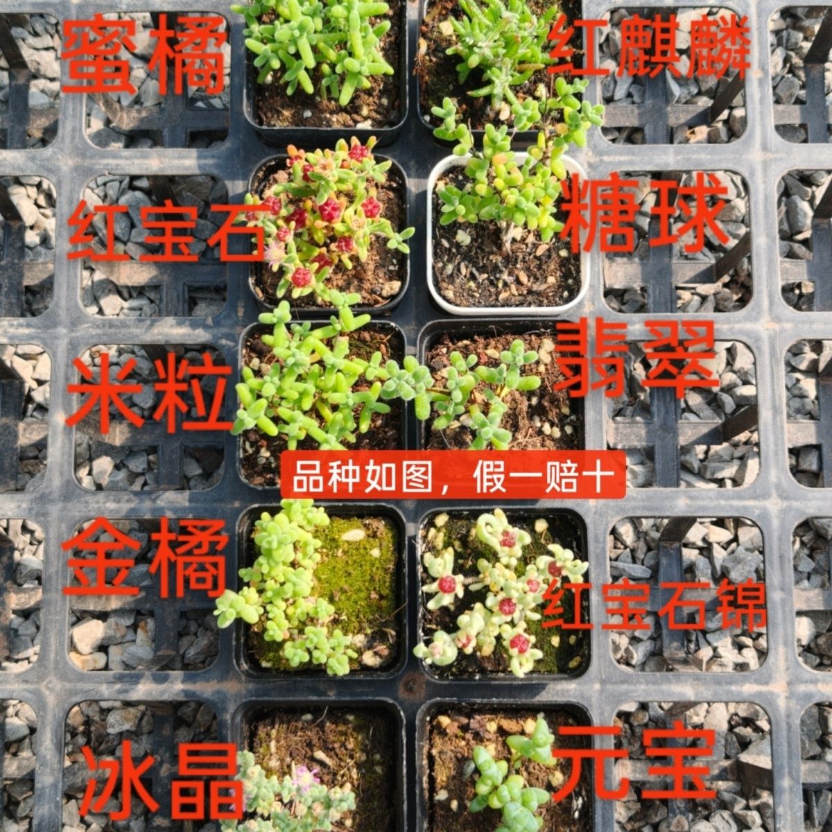 10盆枝干红宝石番杏群生冰晶米粒多肉新手花卉办公室植物盆栽糖球