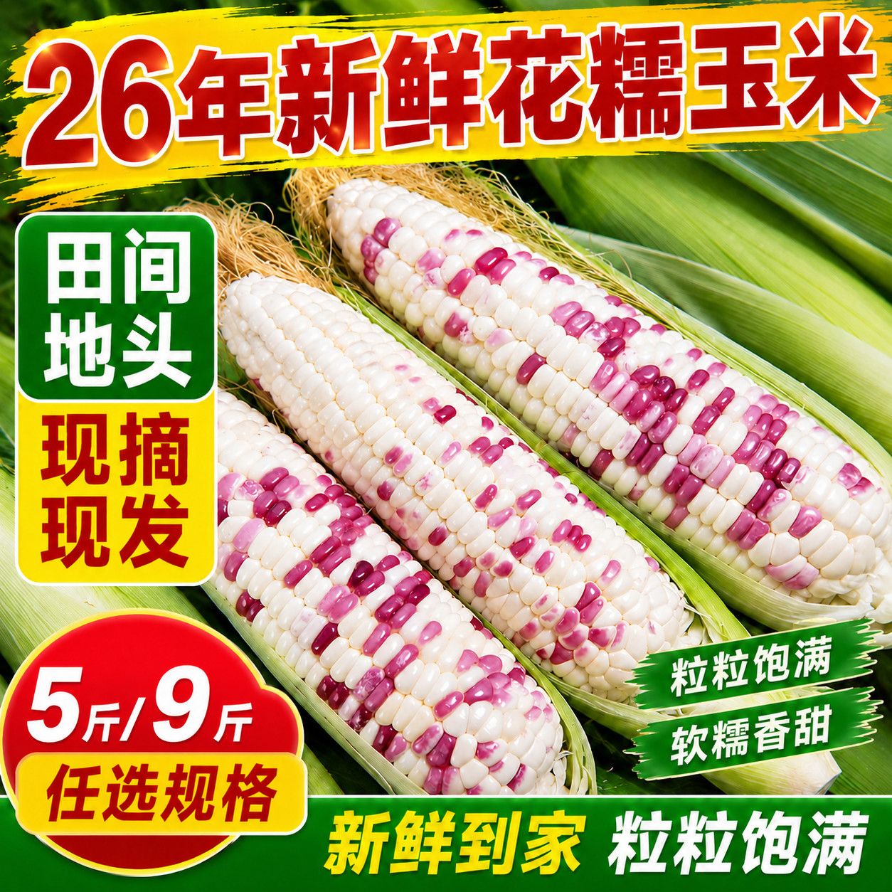 26年新鲜花糯玉米新鲜现摘当季水果玉米蔬菜非转基因新鲜糯玉米