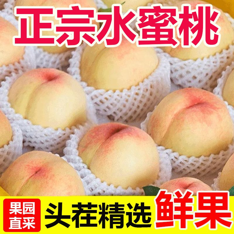 正宗水蜜桃毛桃桃子新鲜当季孕妇水果现摘鲜桃脆桃蜜桃整箱批发价 图片 4