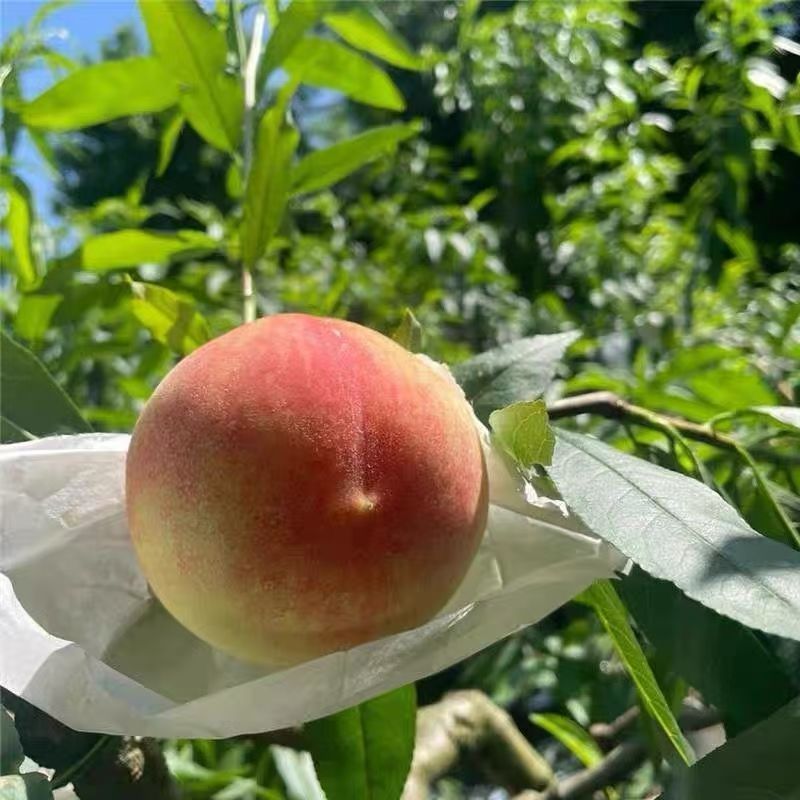 正宗水蜜桃毛桃桃子新鲜当季孕妇水果现摘鲜桃脆桃蜜桃整箱批发价 图片 10