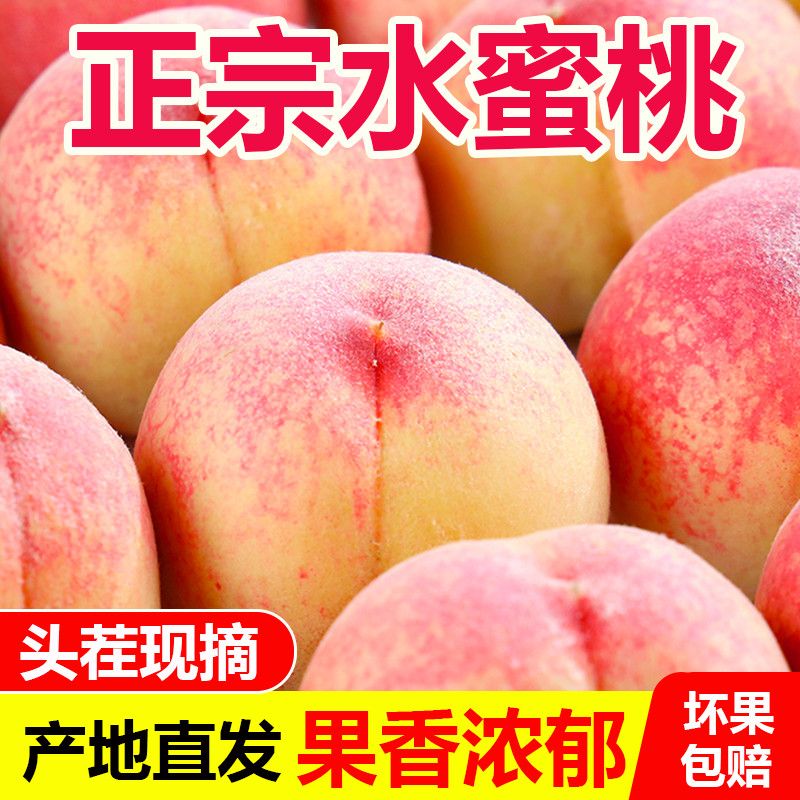 正宗水蜜桃毛桃桃子新鲜当季孕妇水果现摘鲜桃脆桃蜜桃整箱批发价