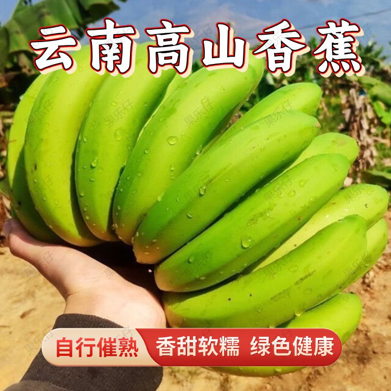 新客立减正宗云南高山香蕉新鲜现摘青果原生态包邮批发