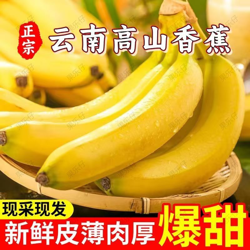 【新客立减】正宗云南高山香蕉新鲜现摘青果原生态包邮批发 图片 3
