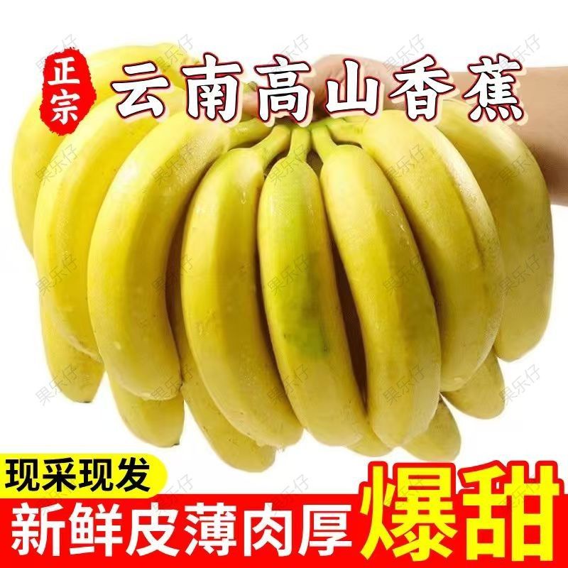 【新客立减】正宗云南高山香蕉新鲜现摘青果原生态包邮批发 图片 2