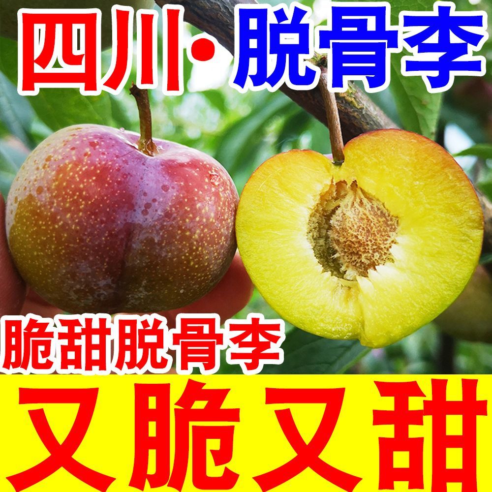 【脆甜】正宗脆甜脱骨李子当季新鲜水果四川脱骨青脆李五月脆李子 图片 5
