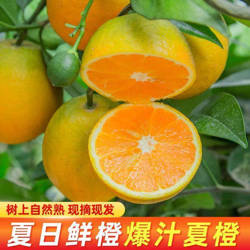 5斤广西新鲜现摘夏橙产地直发当季高山橙子水果酸甜多汁榨汁