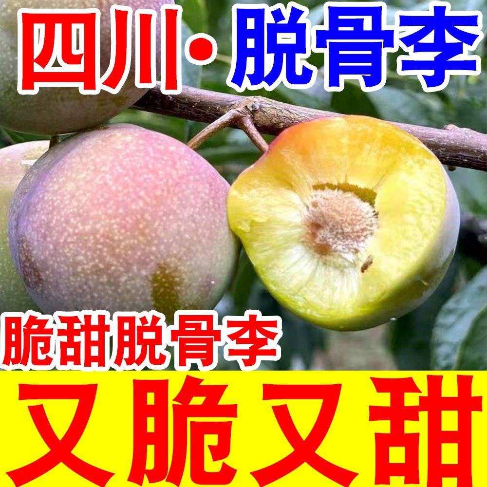 【脆甜】正宗脆甜脱骨李子当季新鲜水果四川脱骨青脆李五月脆李子 图片 2