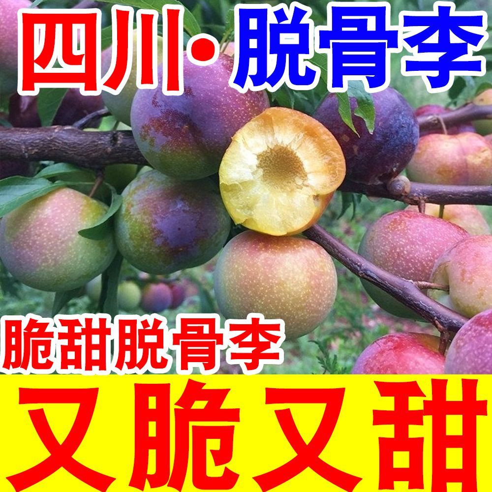 【脆甜】正宗脆甜脱骨李子当季新鲜水果四川脱骨青脆李五月脆李子 图片 9